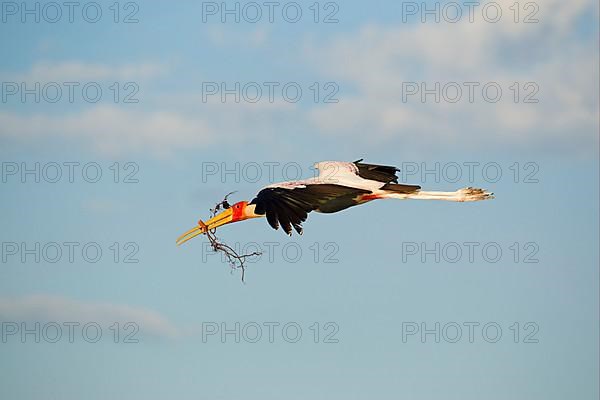 African Yellow-billed Stork