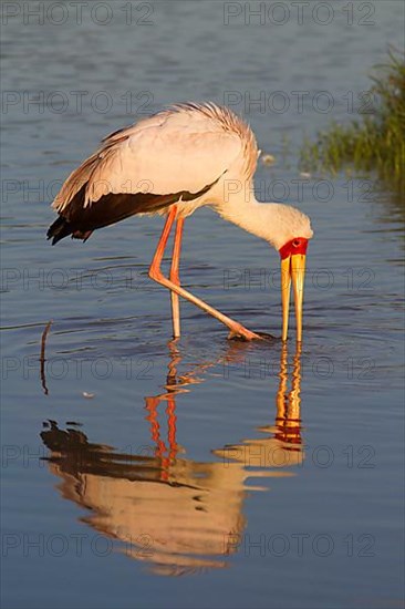 African Mimic Stork Mimic Stork