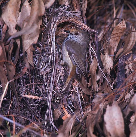 Rusty-fronted Thornbill