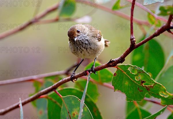 Brown Thornbill