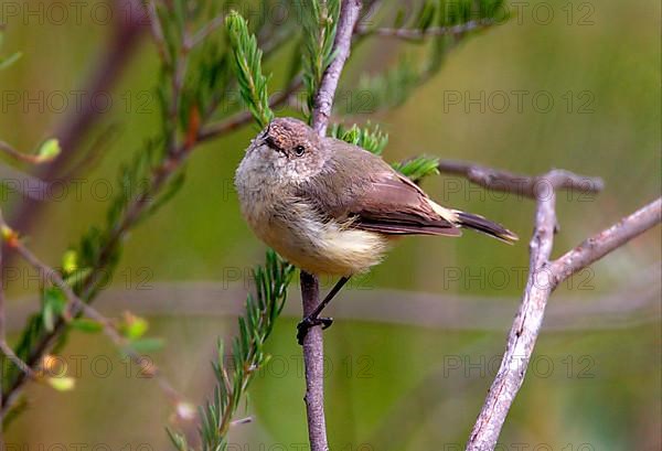 Buff-rumped Thornbill