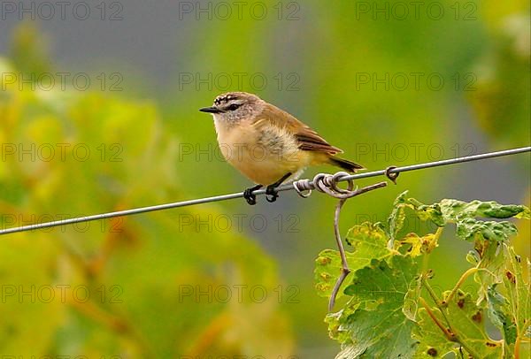 Yellow-rumped Thornbill