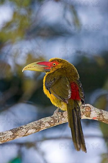 Saffron toucanet