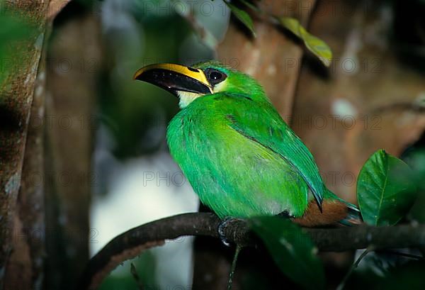 Toucanet emerald toucanet