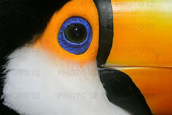 Toco toco toucan