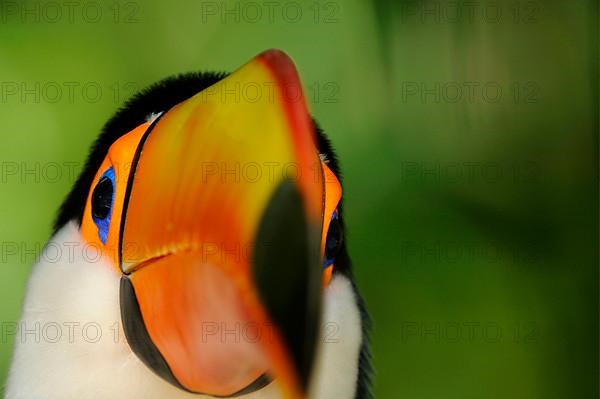 Toco toucan