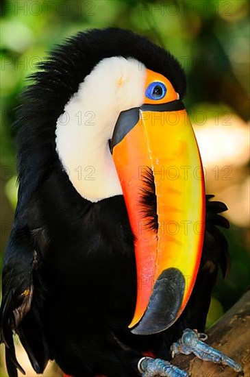 Toco toco toucan