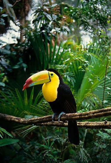 Fishing Toucan