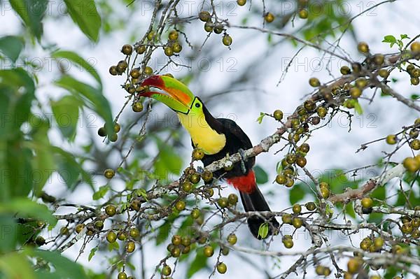 Fishing toucan