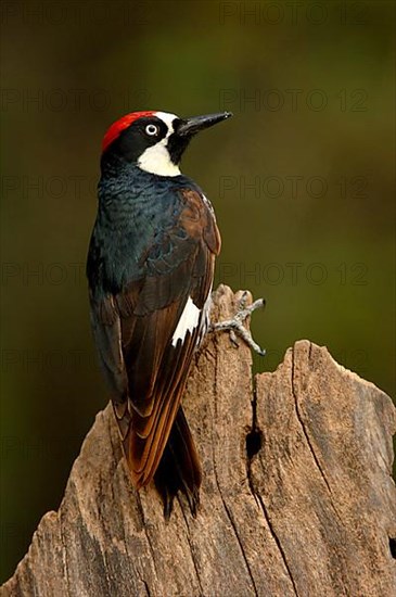 Acorn Woodpecker