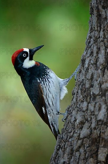 Acorn Woodpecker