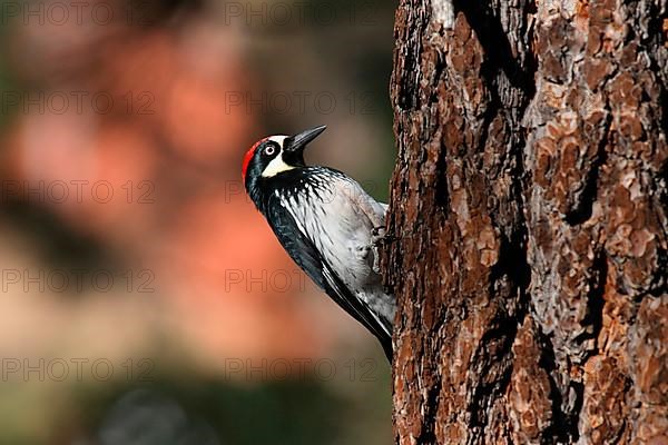 Acorn woodpecker