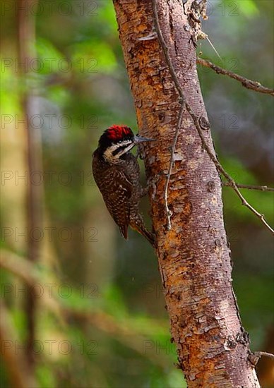 Bearded Woodpecker