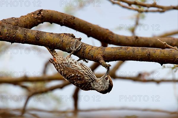 Cardinal Woodpecker