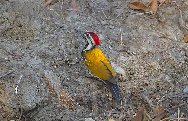 Black-rumped flameback