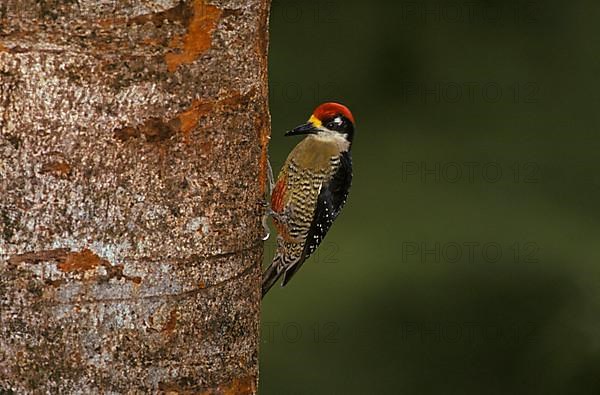 Pileated Woodpecker