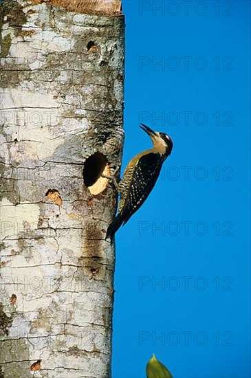 Pileated Woodpecker