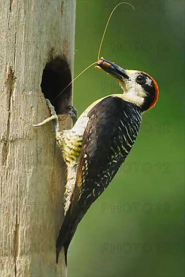 Black-cheeked Woodpecker