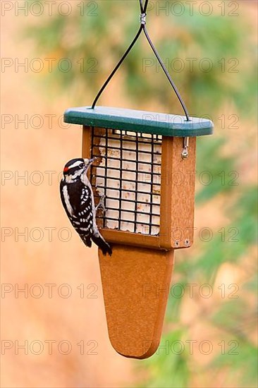 Downy Woodpecker