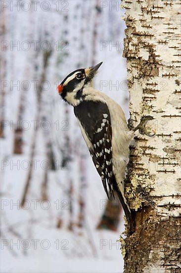 Downy Woodpecker