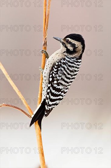 Downy Woodpecker