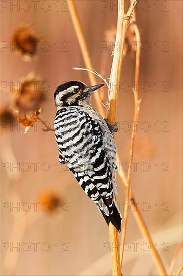 Downy Woodpecker