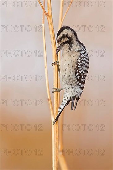 Downy Woodpecker