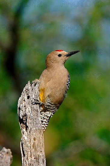 Gila Woodpecker