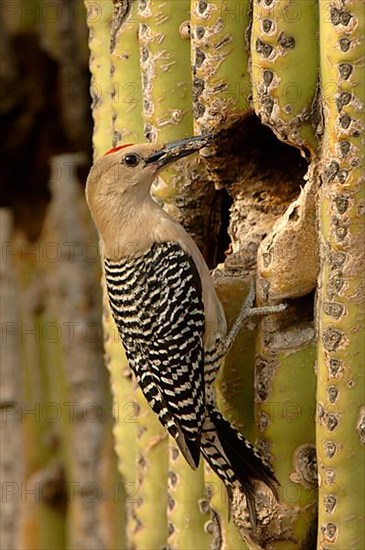 Gila Woodpecker