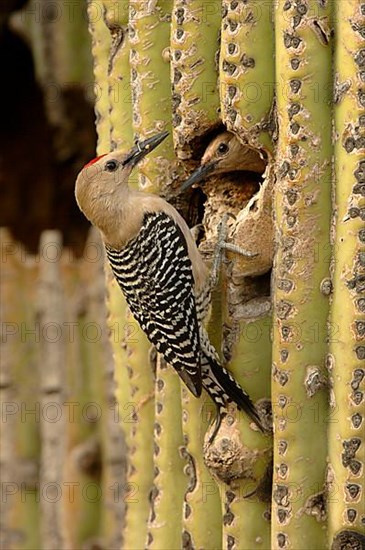 Gila Woodpecker