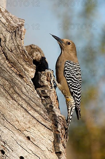 Gila woodpecker