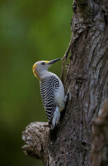 Golden-fronted Woodpecker