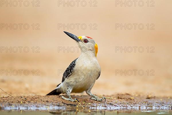 Golden-fronted woodpecker