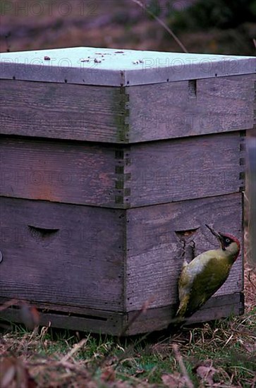 Green Woodpecker