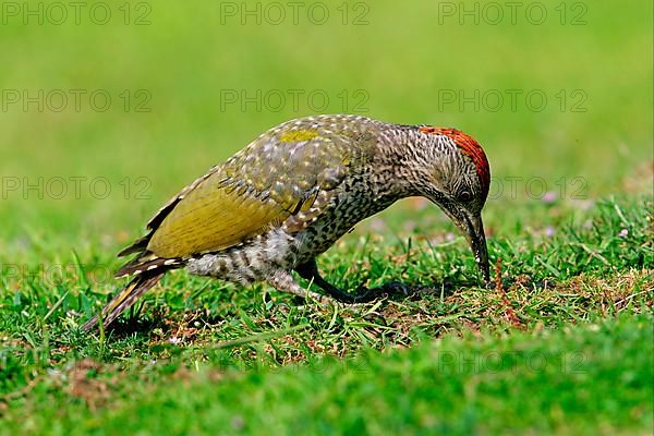 Green Woodpecker