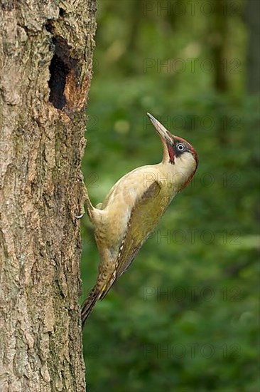 Green Woodpecker