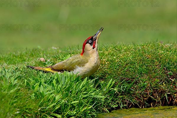 Green Woodpecker