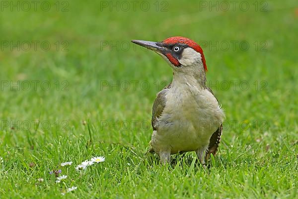 Green Woodpecker