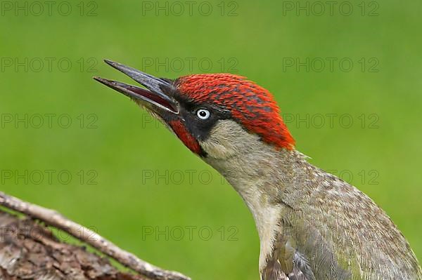 Green Woodpecker