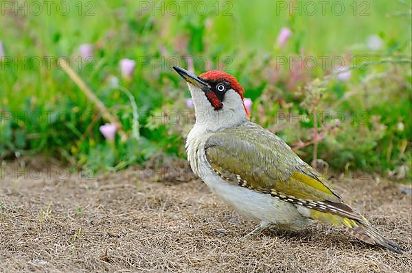 Green Woodpecker