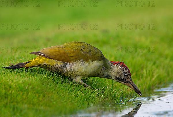 Green Woodpecker