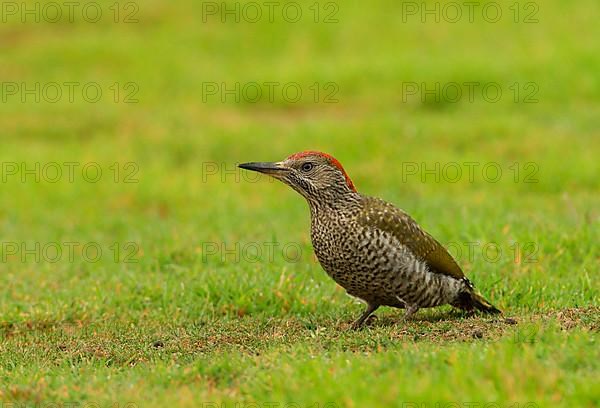 Green Woodpecker