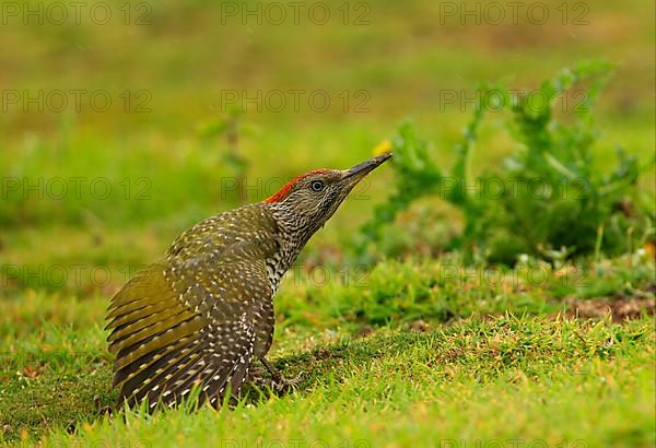 Green Woodpecker