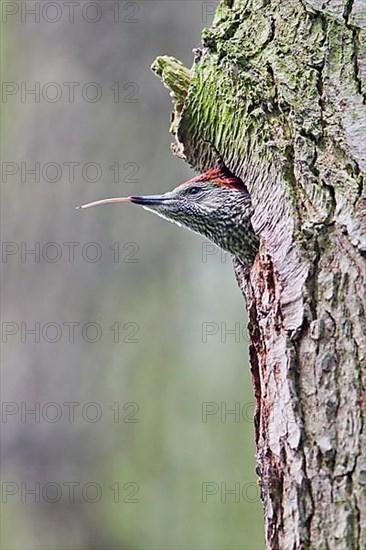 Green Woodpecker