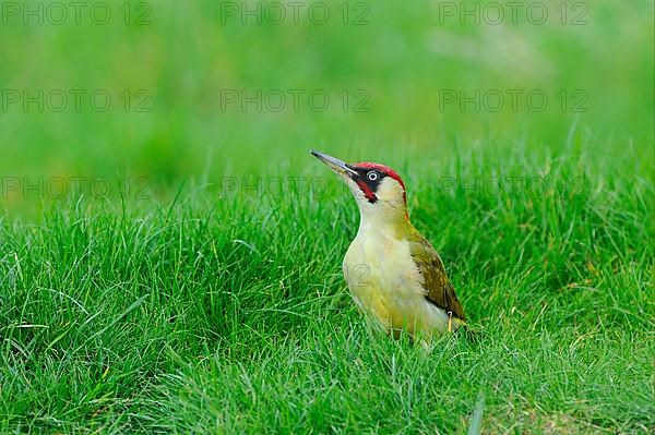 Green Woodpecker