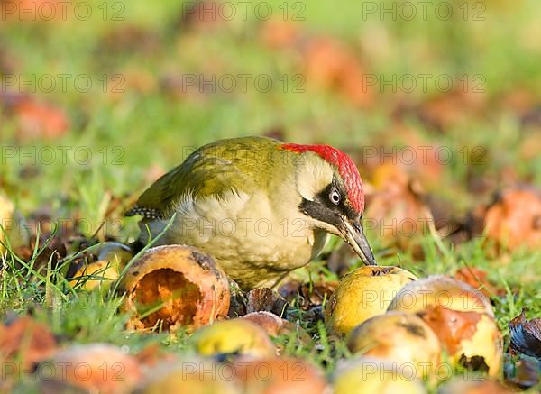 Green Woodpecker