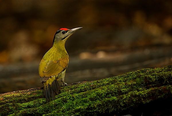 Grey-headed Woodpecker