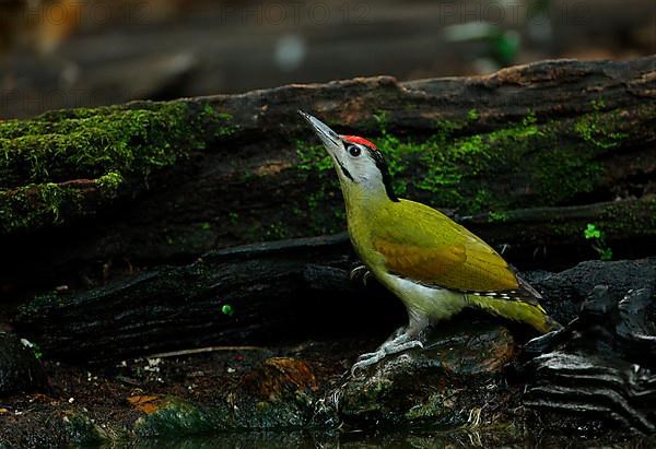 Grey-headed Woodpecker