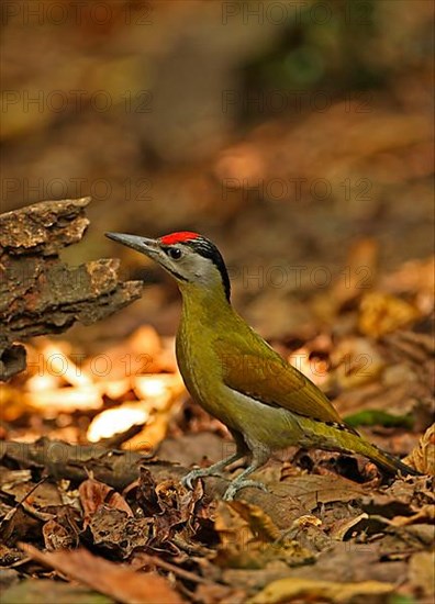 Grey-headed Woodpecker