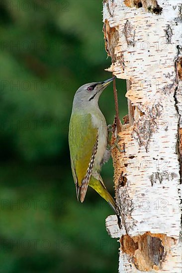 Grey-headed Woodpecker